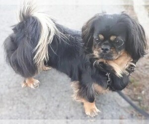 Image of Pekehund breed