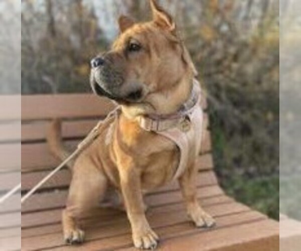 Medium Photo #1 Frenchie-Pei Dog Breed