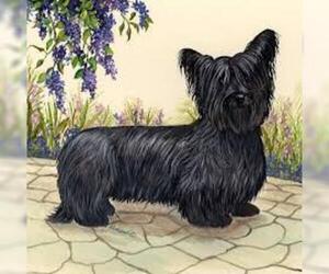 Small #3 Breed Skye Terrier image