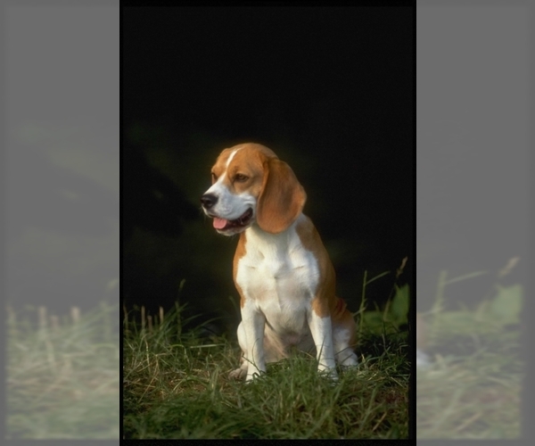 Beagle Dog Breed Image