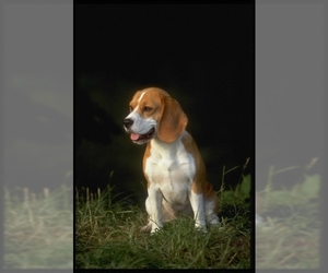 Image of Beagle breed