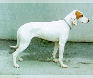 Image of breed Istrian Smooth-Coated Hound