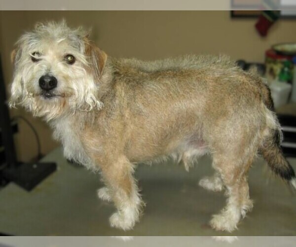 Medium Photo #1 Schneagle Dog Breed