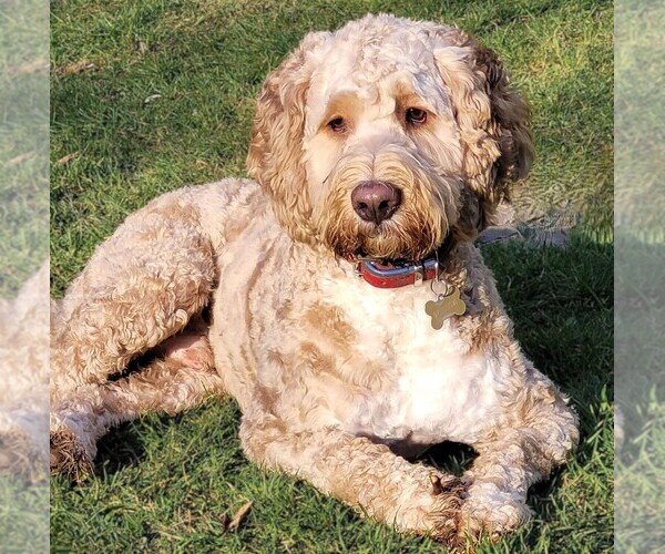Medium Photo #1 Clumberdoodle Dog Breed