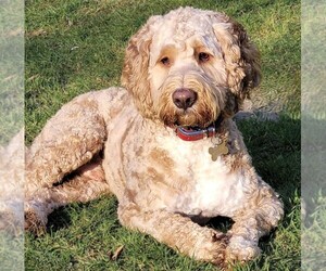 Image of Clumberdoodle breed
