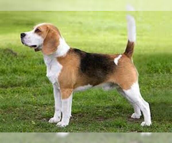 Medium Photo #6 Beagle Dog Breed