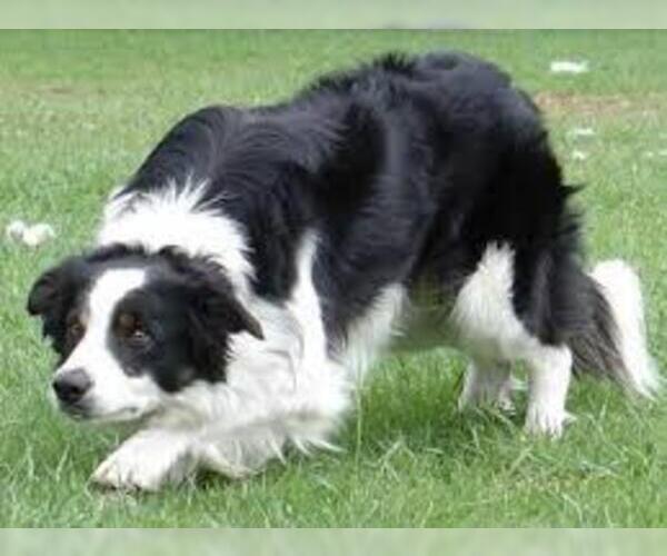 Medium Photo #7 Bordernese Dog Breed