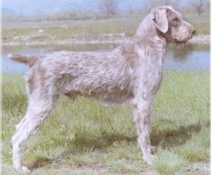 Image of Slovakian Wire-Haired Pointing Griffon breed
