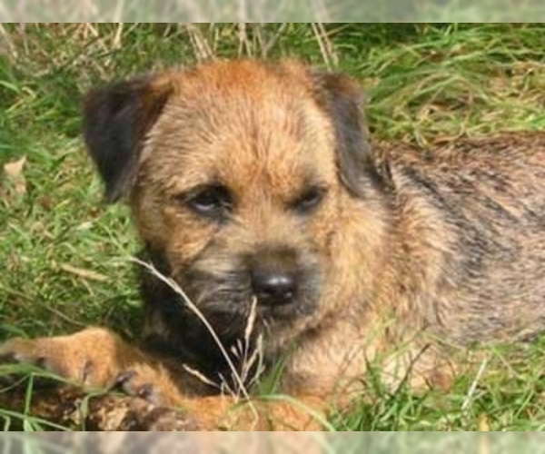 Image of Border Terrier Breed