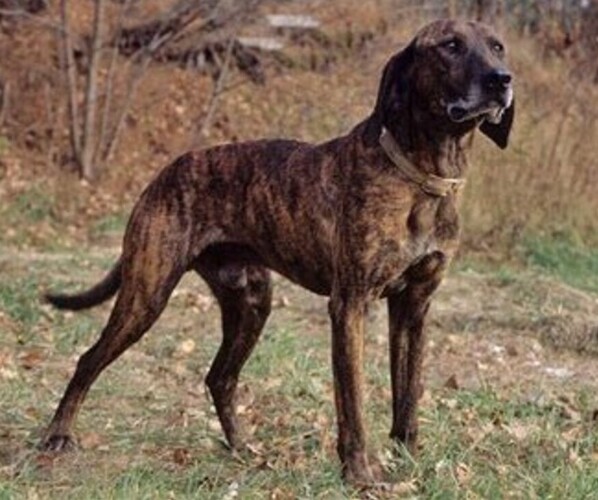 Medium Photo #1 GSD Plott Hound Dog Breed