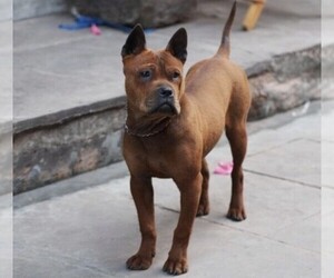 Image of Chongqing Dog breed