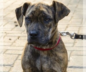 Image of Boxerhoula breed