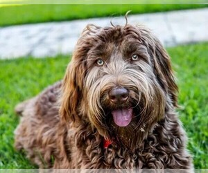 Image of Chesa-Poo breed