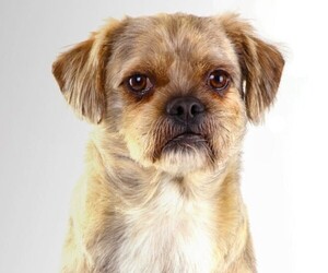 Image of Pug-Coton breed