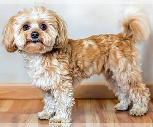 Photo of Lhasapoo