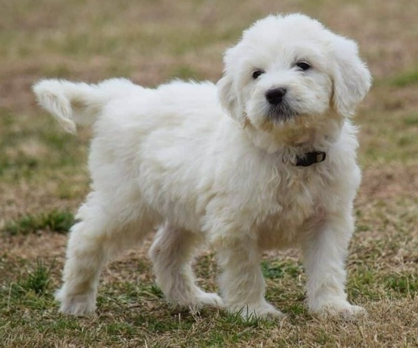 Medium Photo #1 Pyredoodle (Toy) Dog Breed