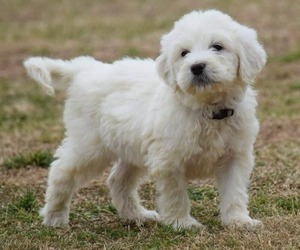 Image of Pyredoodle (Toy) breed