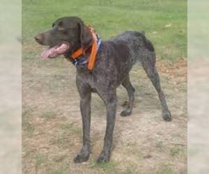 Small #2 Breed German Shorthaired Pointer image