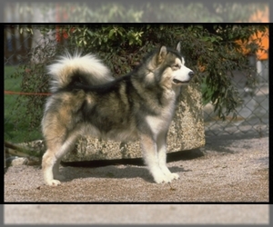 Alaskan Malamute puppies for sale and Alaskan Malamute dogs for adoption