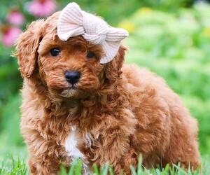 Cavapoochon (Miniature) puppies for sale and Cavapoochon (Miniature) dogs for adoption