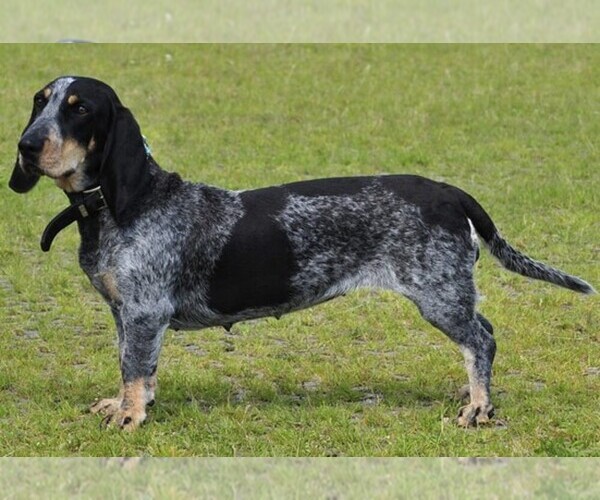 Medium Photo #1 Basset Bluetick Dog Breed