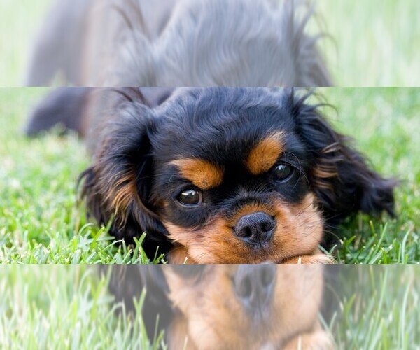Image of English Toy Cocker Spaniel Breed