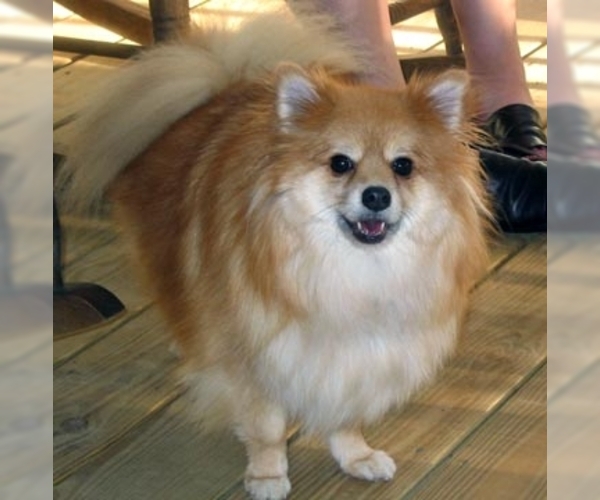 Shiranian Dog Breed Image