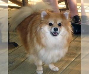 Small Photo #1 Shiranian Dog Breed