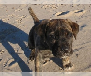 Perro Cimarron puppies for sale and Perro Cimarron dogs for adoption