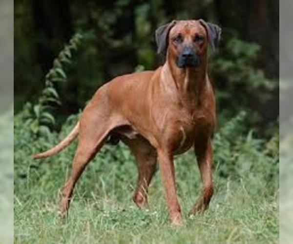 Medium Photo #6 Rhodesian Ridgeback Dog Breed