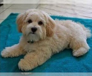 Image of Chi Apso breed