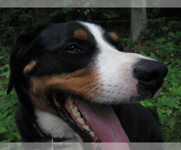 Medium Photo #5 Appenzeller Sennenhund Dog Breed