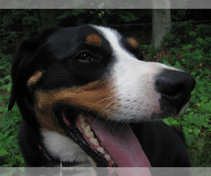 Small Photo #5 Appenzeller Sennenhund Dog Breed