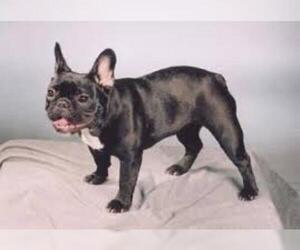 Small #7 Breed French Bulldog image