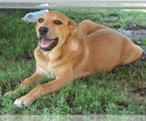 Image of Lab'Aire breed