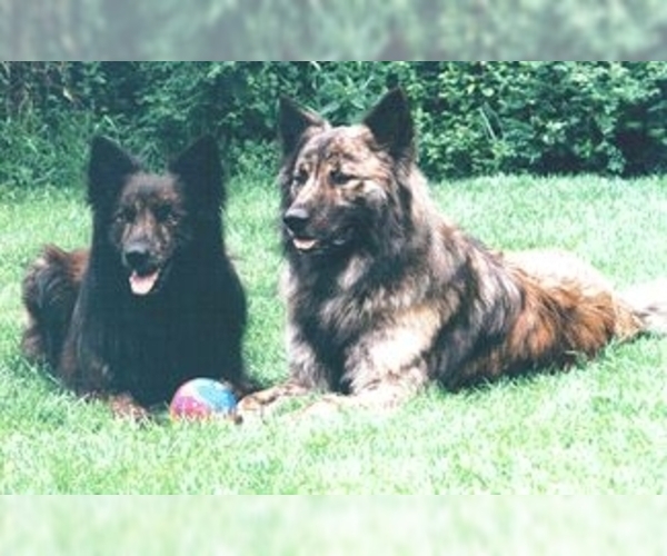 Image (Dutch Shepherd Dog)