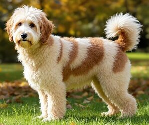 Samll image of Colliepoo