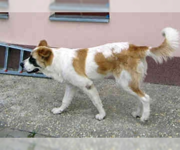 Medium Photo #1 Moscow Watchdog Dog Breed