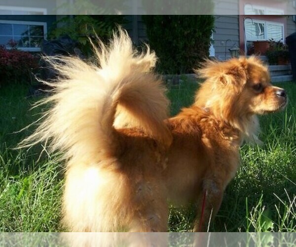 Medium Photo #1 Peke-Chow Dog Breed