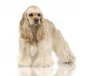 Small Photo #5 Cocker Spaniel Dog Breed