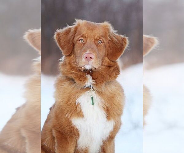 Medium Photo #1 Tolliepoodle Dog Breed