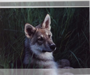 Image of Saarloos Wolfdog breed