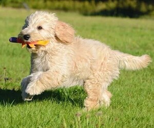 Poo-Ton (Toy) puppies for sale and Poo-Ton (Toy) dogs for adoption