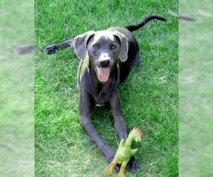 Image of Blue Lacy breed