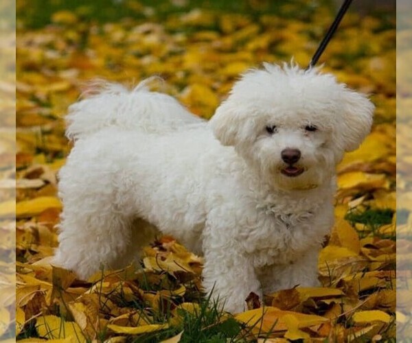 Medium Photo #1 Bolonoodle Dog Breed