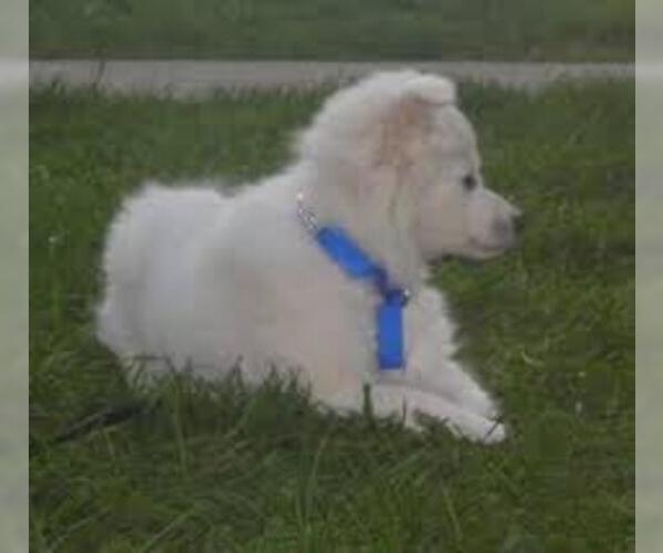 Medium Photo #5 Pookimo Dog Breed