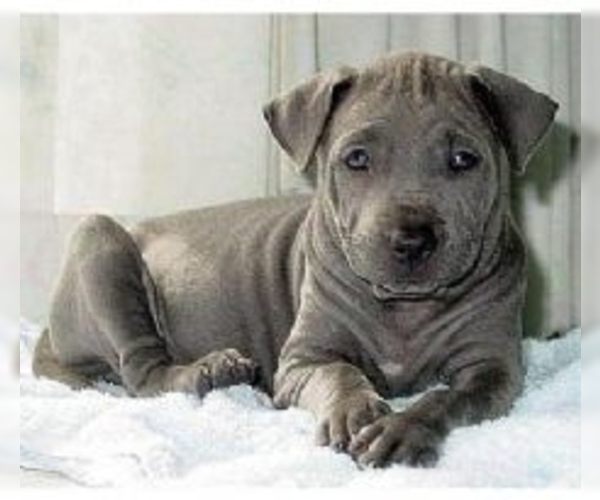 Thai Ridgeback