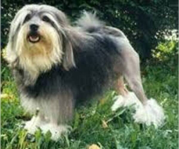 Medium Photo #2 Lowchen Dog Breed