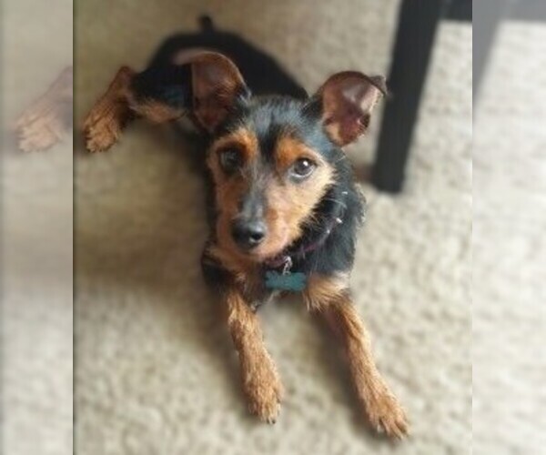 Medium Photo #1 Yorkie Pin Dog Breed