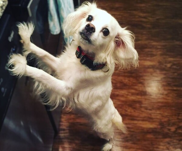 Medium Photo #1 Eskimoe Cocker Dog Breed